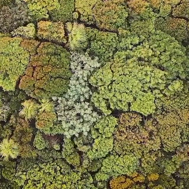 Como ven, las copas no se tocan, fenómeno que se conoce como la timidez entre árboles. Cuando lo miro me sorprendo contando las palmeras. Cuento cuatro