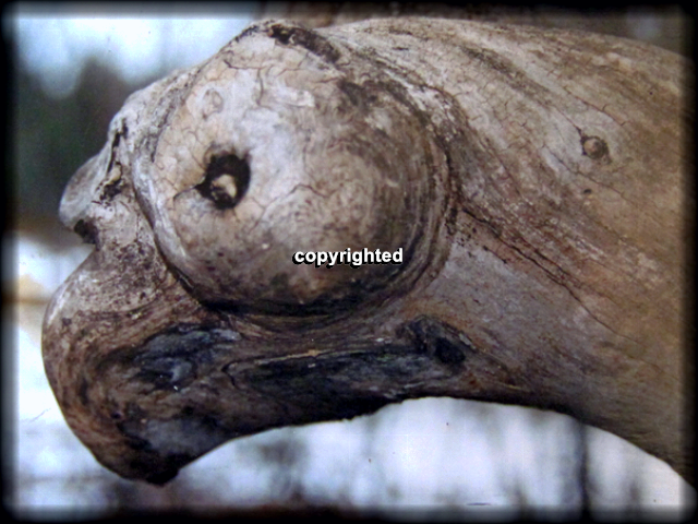 SenackRon's tweet photo. Pareidolia in trees #pareidolia #faces https://t.co/fsiY1nNIVT