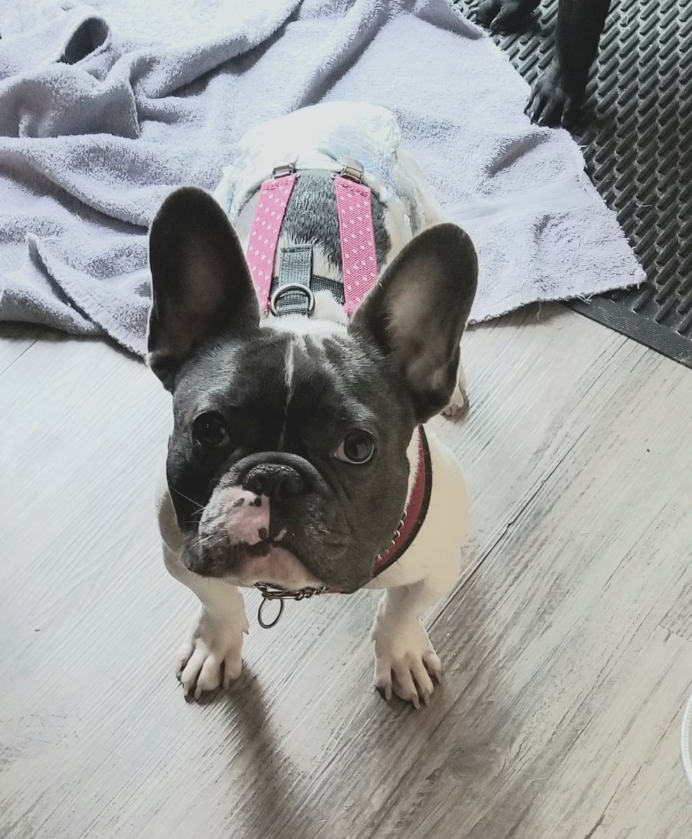 BethPugOhio's tweet photo. #Tuvok #BadFrenchie https://t.co/0Rbna1YYKR