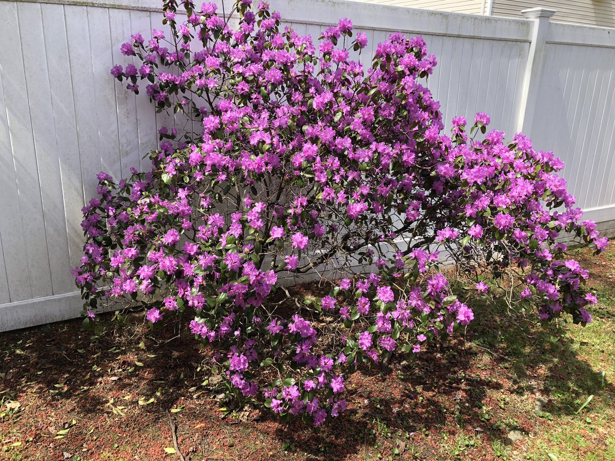 BKorbel12's tweet photo. Spring at its finest https://t.co/hWkSWa0KwF