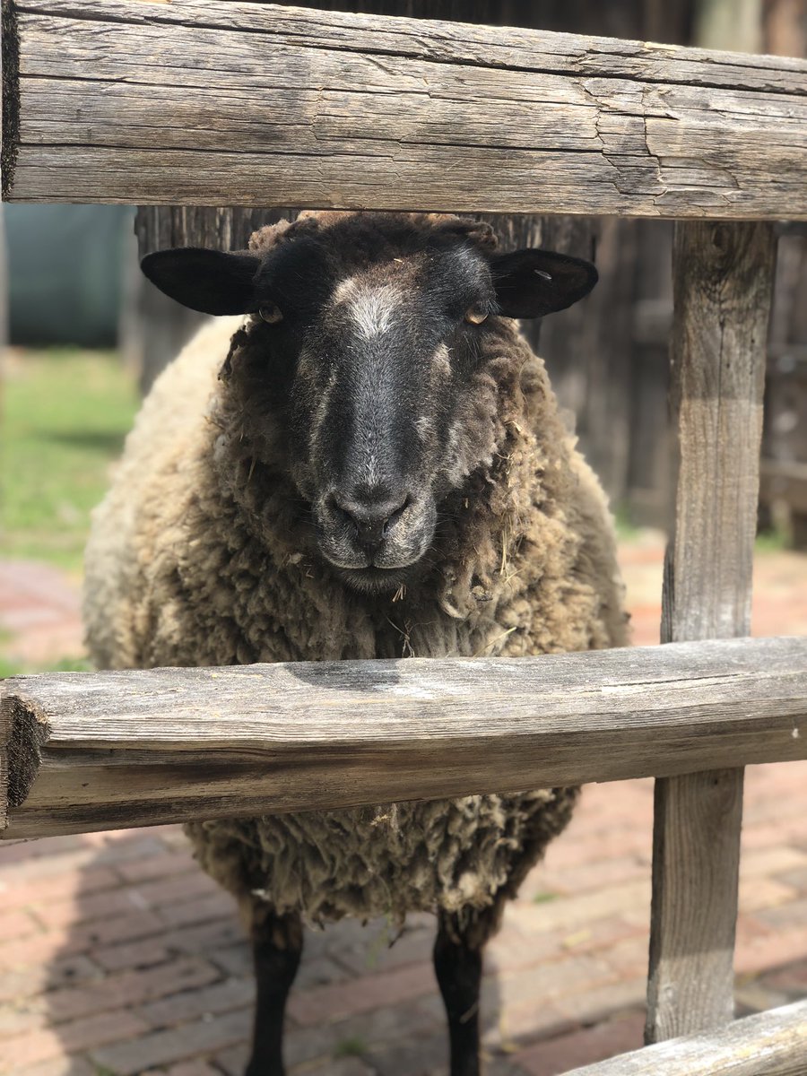 tuckertotsin106's tweet image. Field Trip Fun at Dallas Heritage Village! 👍🏻😍💦#100yearoldllamas #llamasdoingwork @henrielibrary @dhvillage