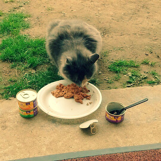 kayla_sykes's tweet photo. @Influenster @wellnesspetfood #CesarFaveFlavors #complimentary my cat like the cat food  #WellnessCat #CatisfactionGuaranteed https://t.co/4aDKHwmmY7
