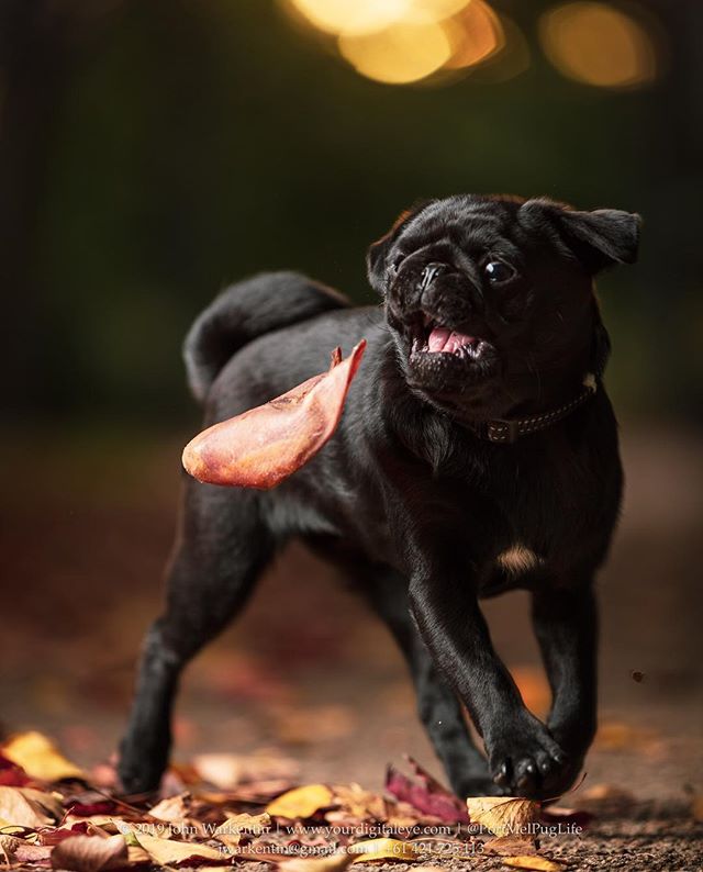 The #Catch and #Retrieve

This #PigEar is pretty tasty! Matches the beautiful #AutumnLeaves in my latest #ProfessionalPetPhotoShoot

#FallColours #Fall #Autumn #PetPhotography #PetPhotographer #PugPhotography #Melbourne #BlackPugPuppy #BlackPug #PugPuppy #PugsOfInstagram #Pugstag