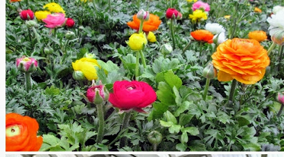 TheCozyHome1's tweet photo. Springtime in Chicago https://t.co/OCH8XcPC23 https://t.co/04b6nflX1U