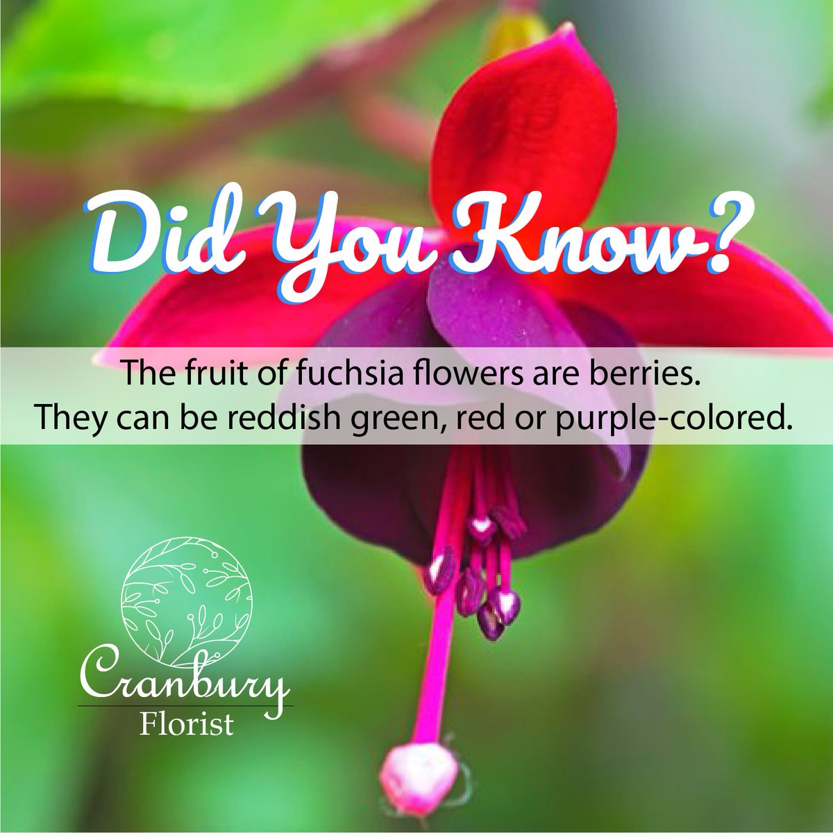 These berries are filled with numerous miniature seeds. #ordernow #flowershop #flowermagic #Tulips #cranbury #newjersey #flowerstagram #flower_super_pics #flowerbouquet #flowerlove #flowerlovers #flowerboutique #florist #flowers #Floristry #flower_special_ #flower_perfection#