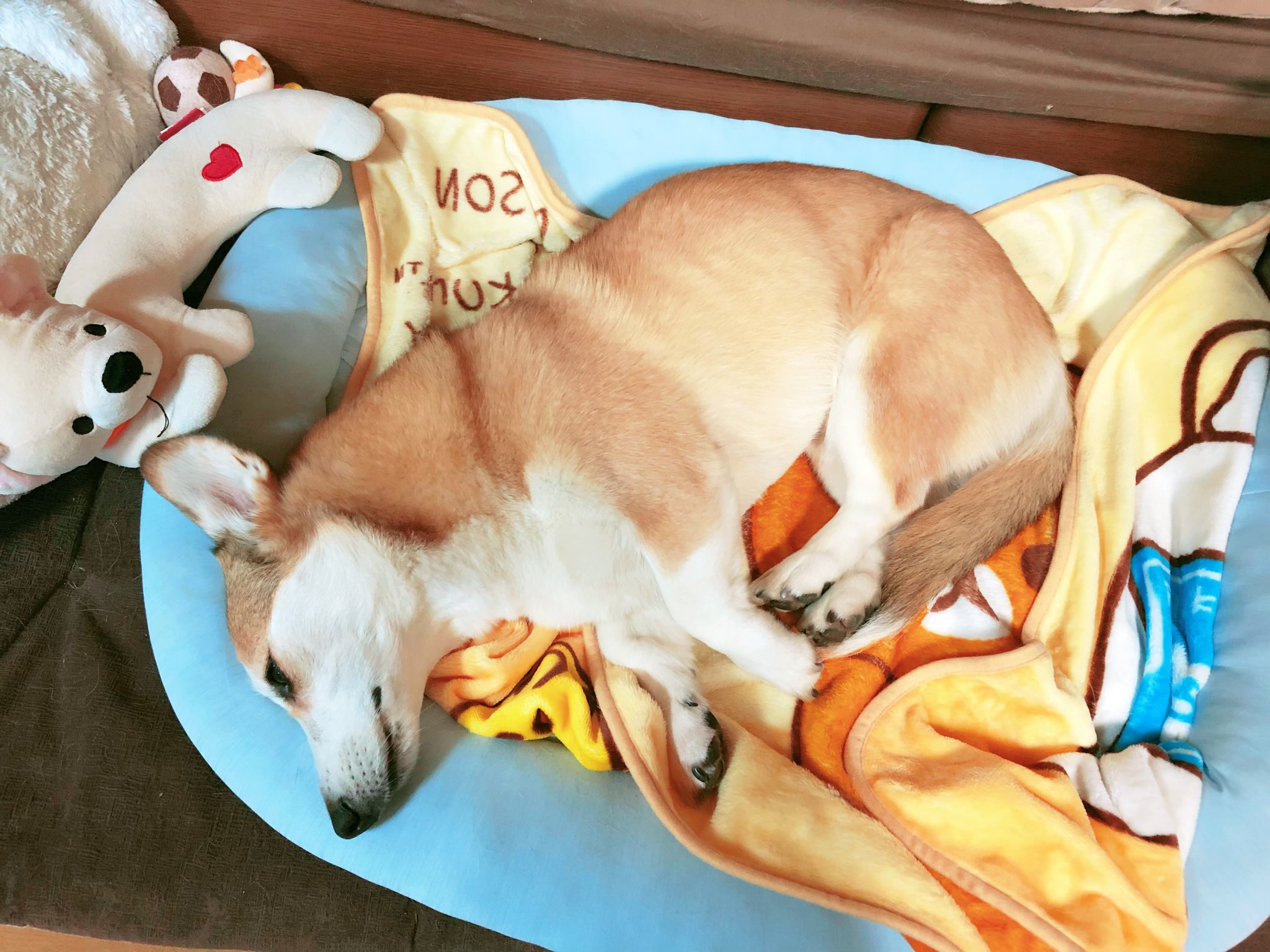 スマホきらい犬 Twitter Search Twitter