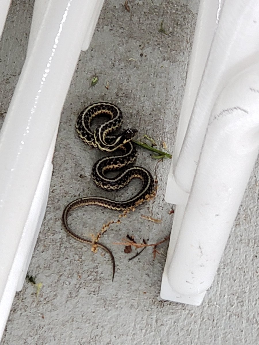 achowell2014's tweet photo. First #snake of the season!
And the #STLCards won!
So...
Is it #TimeToFly with #rallysnake ?
Serious responses only. https://t.co/snExVpf01j