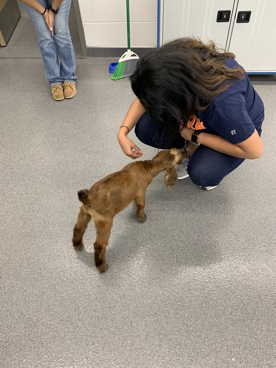Elsikcounselors's tweet photo. Finally got to a chance to visit @Alief_Career and play with the animals!!! Love this little guy!!! ❤️❤️❤️ #instanttherapy #coulddothisallday #GOAT @Alief_Career @ElsikHighSchool https://t.co/bPZx5g8dvP