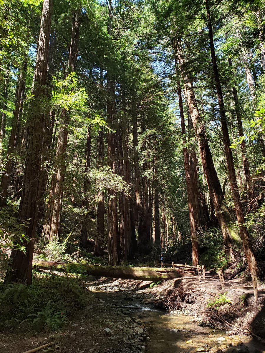 gsalingu's tweet photo. Humbled, we are only small things #muirwoods https://t.co/r14TOyQR5M