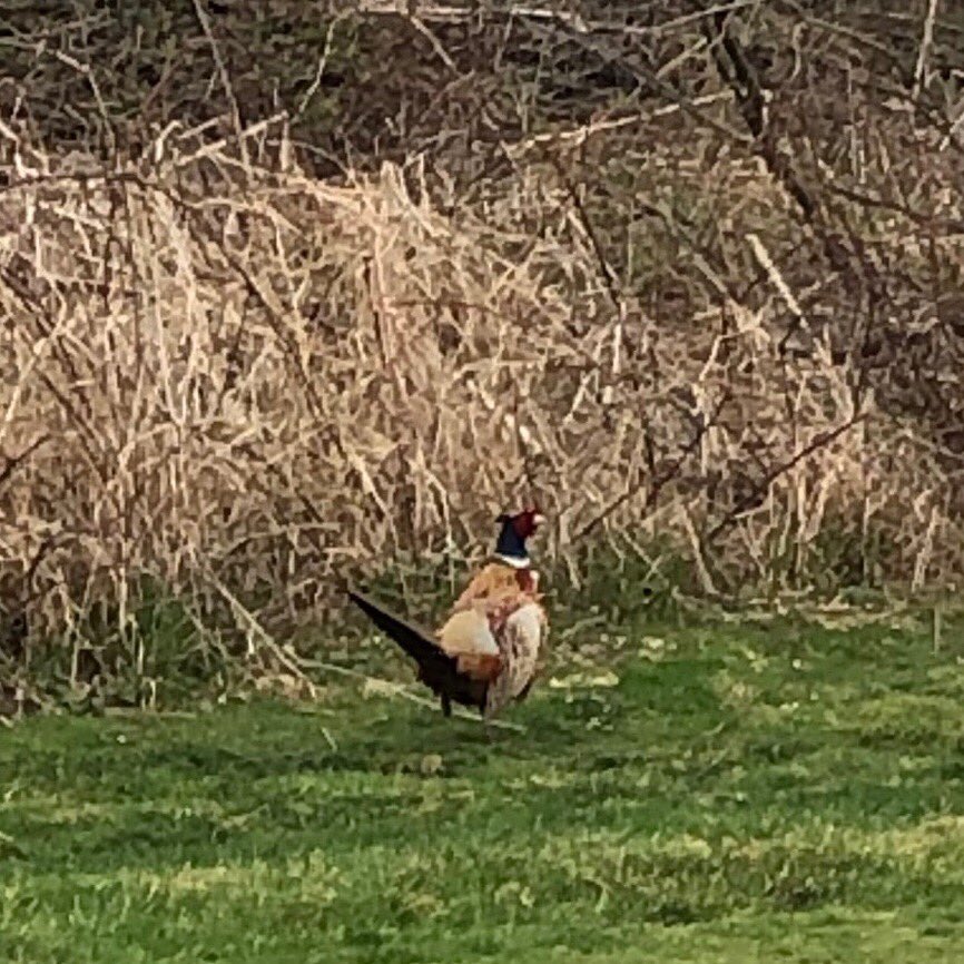 My old friend “the pheasant” visited me today. He is the only bird on the property, he has gotten very big over the past 6 years.