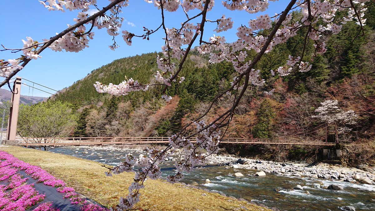 らっきょ星人 على تويتر 岐阜県 長良川 上流 お花見日和 郡上八幡 白鳥町 郡上市 桜前線 桜 らっきょ星人 على تويتر 岐阜県 長良川 上流 お花見日和 郡上八幡 白鳥町 郡上市 桜前線 桜