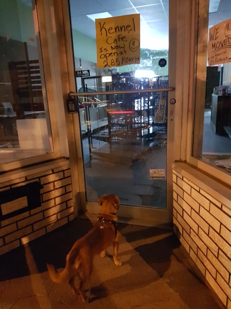 vgedris's tweet photo. He's not accepting of the fact that they moved. #Roncesvalles #dogto #dogs https://t.co/ONw0iPmnVY