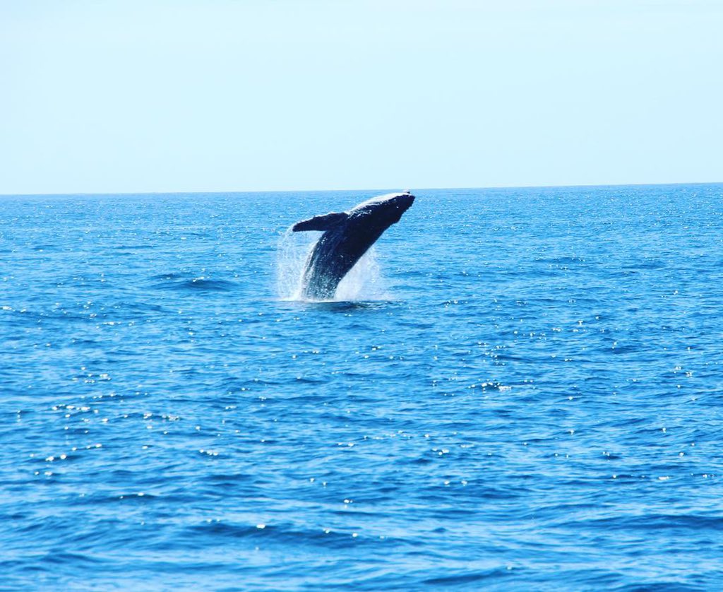 GabrielaDow's tweet image. #MagicalMemories 💙✨🐋 #Gracias #CaboAdventures