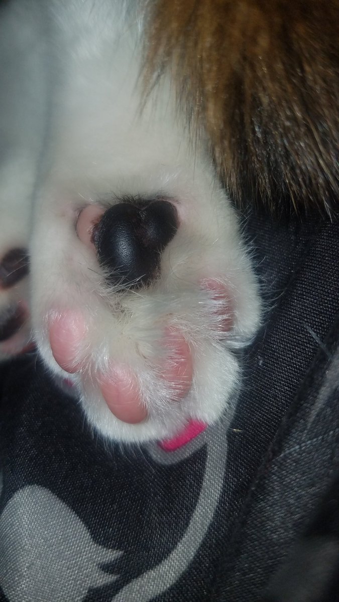 Valress's tweet image. fuzzy toe beans. Calliope has long toe hair.  lol #DangerBaby #TinyTerror #BratBaby