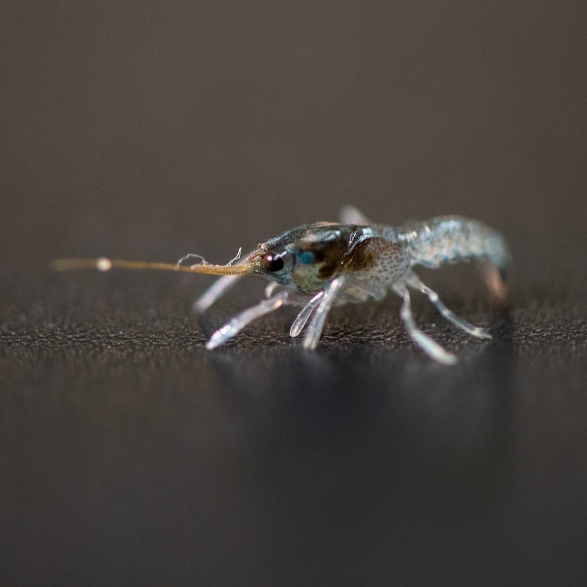 TASRU_JCU's tweet photo. Getting a closer look!
Our #phd #student Damian Rigg is studying #RedClaw #craylings which can be #microscopic work! https://t.co/kPrXCJYkDA