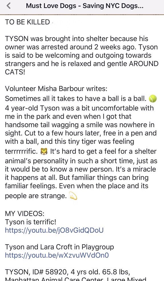 KeithOlbermann's tweet photo. HIS HUMAN WAS ARRESTED SO HE DIES TOMORROW? Tyson likes people, tennis balls, cats. He’s not on the @NYCACC hit list for anything HE did. Pledges via @chortletown can attract a Rescue or area Foster/Adopter. The key is sharing Tyson’s story: PLEASE RT https://t.co/VwcuskrnT6 https://t.co/e1IL0Pocfx