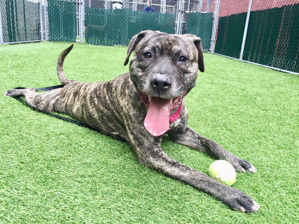 KeithOlbermann's tweet photo. HIS HUMAN WAS ARRESTED SO HE DIES TOMORROW? Tyson likes people, tennis balls, cats. He’s not on the @NYCACC hit list for anything HE did. Pledges via @chortletown can attract a Rescue or area Foster/Adopter. The key is sharing Tyson’s story: PLEASE RT https://t.co/VwcuskrnT6 https://t.co/e1IL0Pocfx