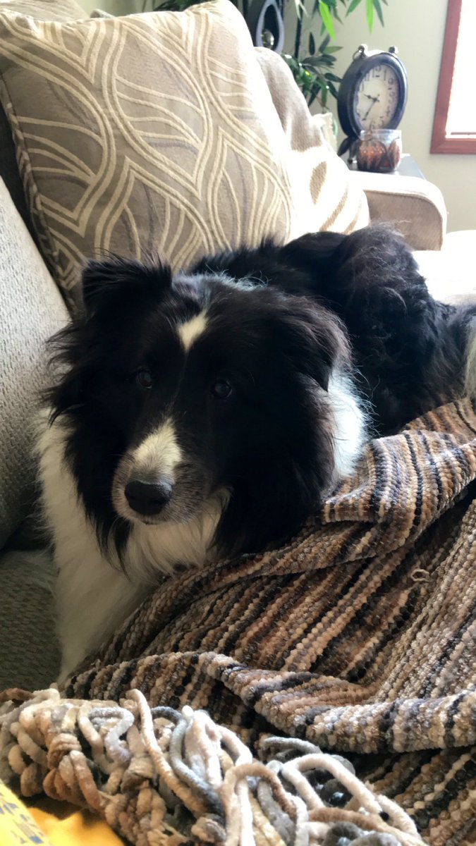 Been sobbing for like an hour because my mom lost this sweet baby angel tonight. She was such a great doggo #WeDontDeserveDogs 😭😭😭😭😭