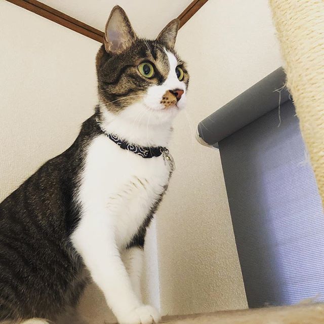 caracatcafe's tweet photo. #メルモちゃん っぽくない?
#ふしぎなメルモ
#ちこちゃん
#猫のいる暮らし
#始めてみませんか
#cat #catsofinstagram #猫 #猫カフェ #caracatcafe #箕面 #北摂
#cccs02c https://t.co/1Yah1hcz1c