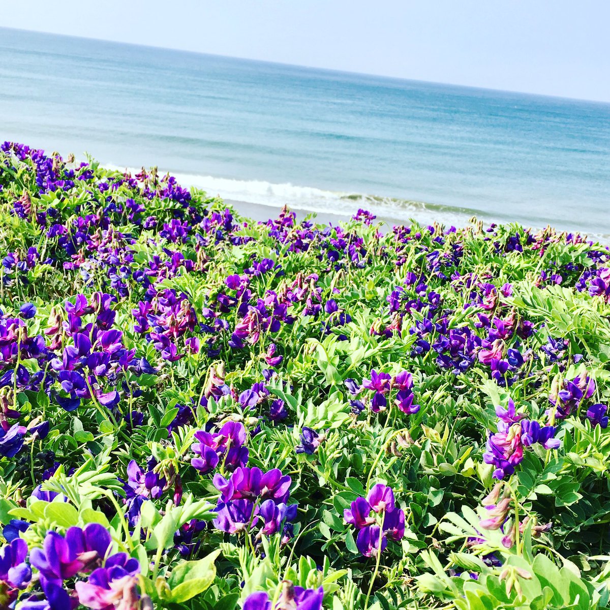 海岸に咲く花