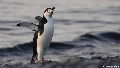 OurOcean's tweet photo. Happy #WorldPenguinDay https://t.co/Tt3xPrkhv6