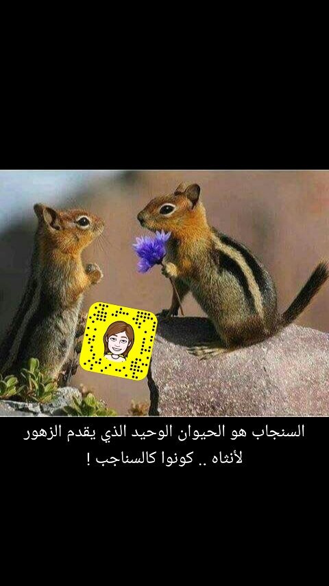 السنجاب هو الحيوان الوحيد الذي يقدم الزهور لأنثاه .. 
كونوا كالسناجب !