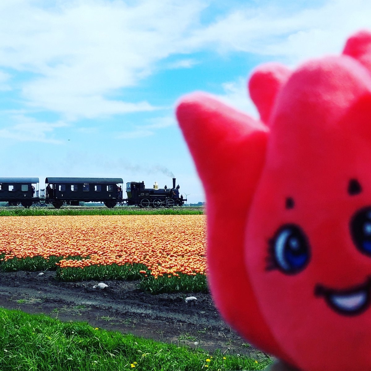 TulpTilly's tweet photo. Spotted the #steamtrain from #medemblik to #hoorn again, just in time before my #siblings will be #deadheaded
โ๐ทโ
#tulip #tulips #dutch #Holland #netherlands #flowergirl #tourist #kids #book #plush #toys #baby #ilovetulips #iloveflowers #keukenhof #flowerfields #deadheading https://t.co/T66Uzaw0ED