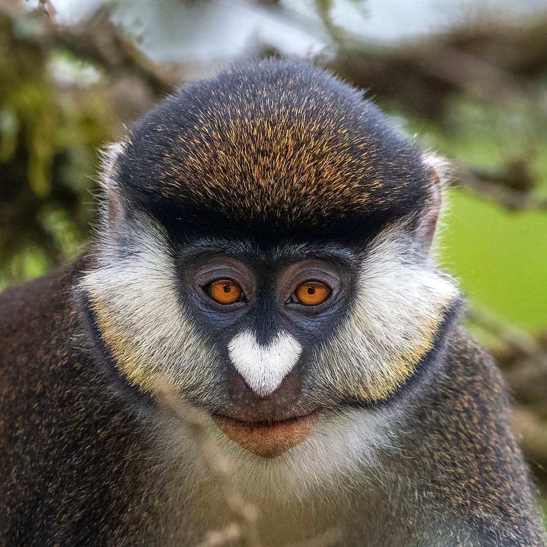 visitugandaUK's tweet photo. Uganda is a primate paradise with over 13 different species! Can you name this one? 📷 IG/naturebydanielrosengren #PearlofAfrica https://t.co/srMgimio2O