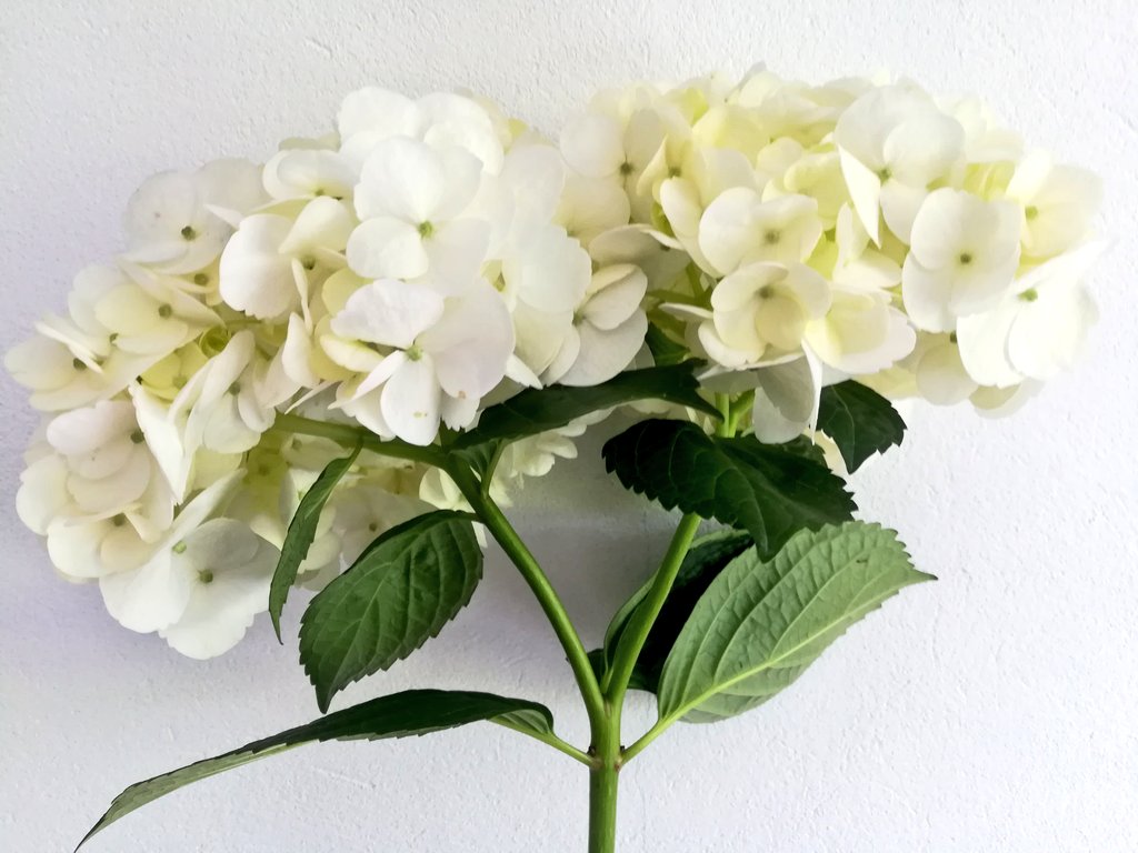 Twins! Jejeje a very  special stem in our farm. How it looks?? Do you like it?
#flowers 
#florist 
#hydrangeas 
#MothersDay 
#MothersDay2019