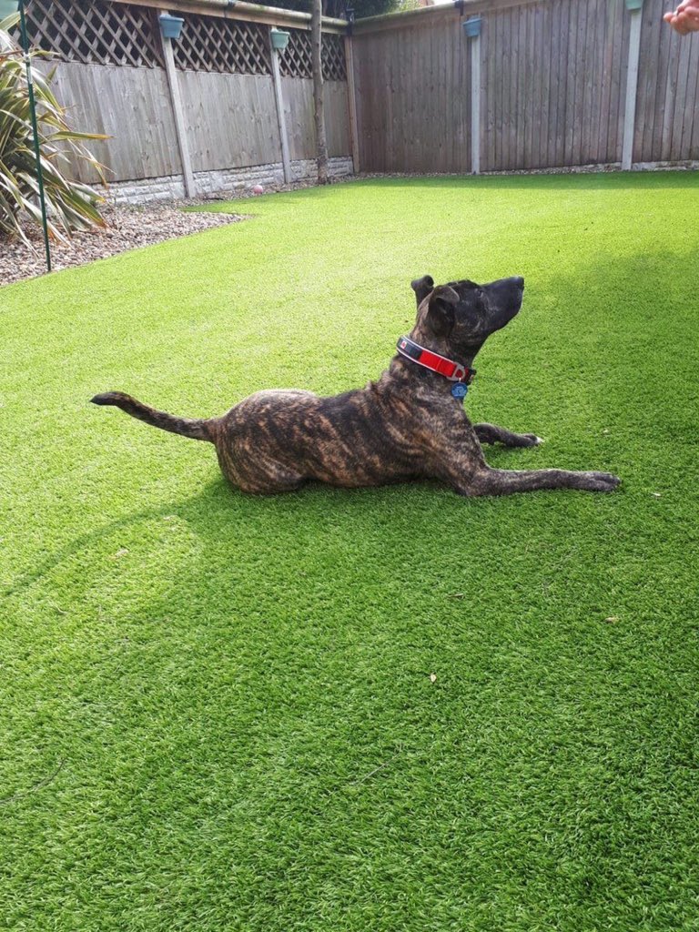 NWDogRescue's tweet photo. Frazer has been practising being home alone and apart from a pruned indoor plant - query salad bar?? - he's doing brilliantly! Can you offer him a FUREVER HOME please? #Stafford #rescue #youngpup https://t.co/8Yg8aQeI2M https://t.co/lcPYrz0uwz