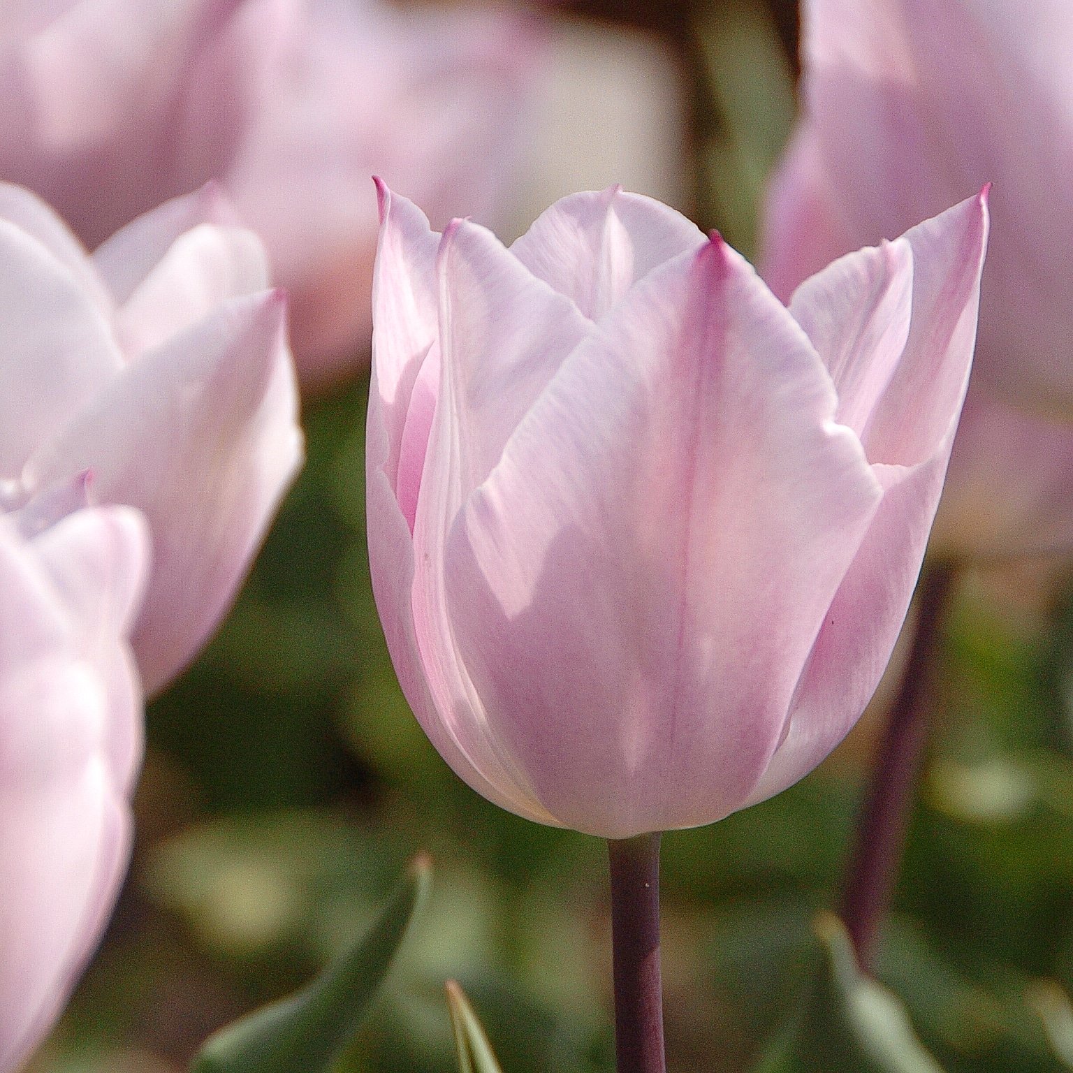 おいちゃん01 シルバークラウド チューリップ 優しいほのかなピンク色 国営木曽三川公園センター 岐阜県 海津市 シルバークラウド チューリップ チューリップ祭 国営木曽三川公園センター 岐阜県 海津市 そうだ国営木曽三川公園センター