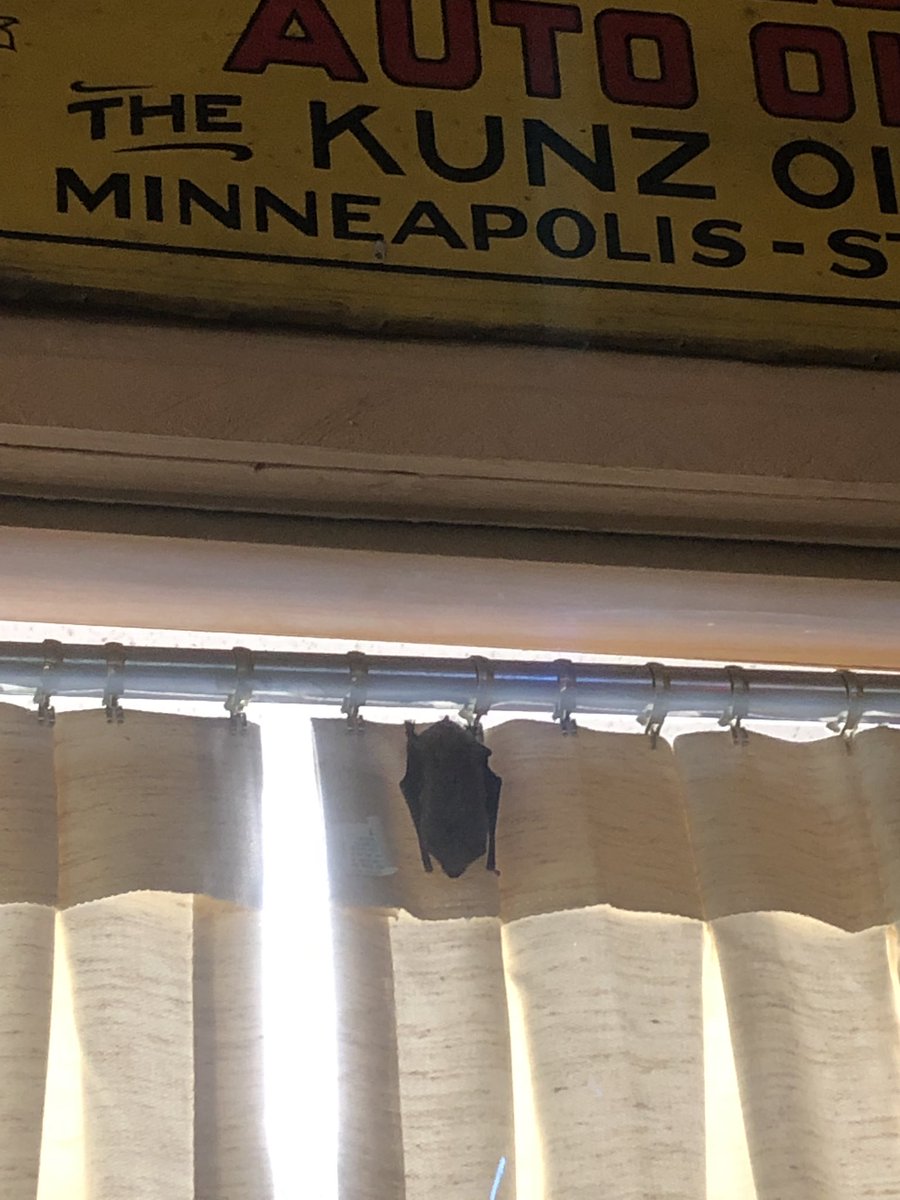 AbeFreeman9's tweet photo. Forget the church mouse, we got a church bat! Nothing like a little company in the office for my early morning study! #bat #flyingmouse https://t.co/m4rfaOyRis