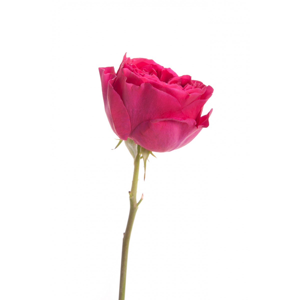 ellessors's tweet image. Bisousssss