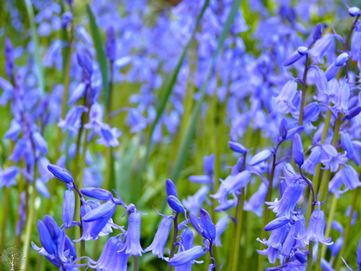 SanjeePerera1's tweet photo. @RobGMacfarlane @DeeDeeChainey The cerulean #bluebell lake that surrounded the house last year. #Liverpool #HyacinthoidesNonscripta #WildFlowerHour #WoodBells, #CuckoosBoots, #WoodHyacinth, #BlueBellChallenge https://t.co/bjDNHxZOFV