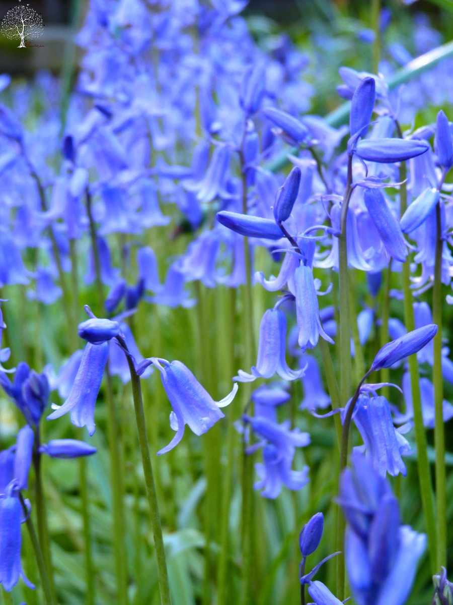 SanjeePerera1's tweet photo. @RobGMacfarlane @DeeDeeChainey The cerulean #bluebell lake that surrounded the house last year. #Liverpool #HyacinthoidesNonscripta #WildFlowerHour #WoodBells, #CuckoosBoots, #WoodHyacinth, #BlueBellChallenge https://t.co/bjDNHxZOFV