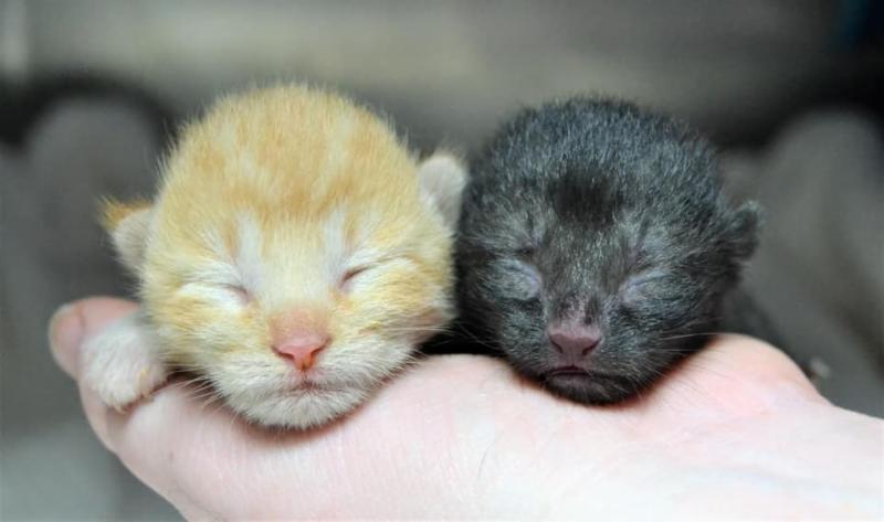 MichianaHumane's tweet photo. MHS and The Million Cat Challenge https://t.co/go7yMd7Zqb https://t.co/40H4JwFmha