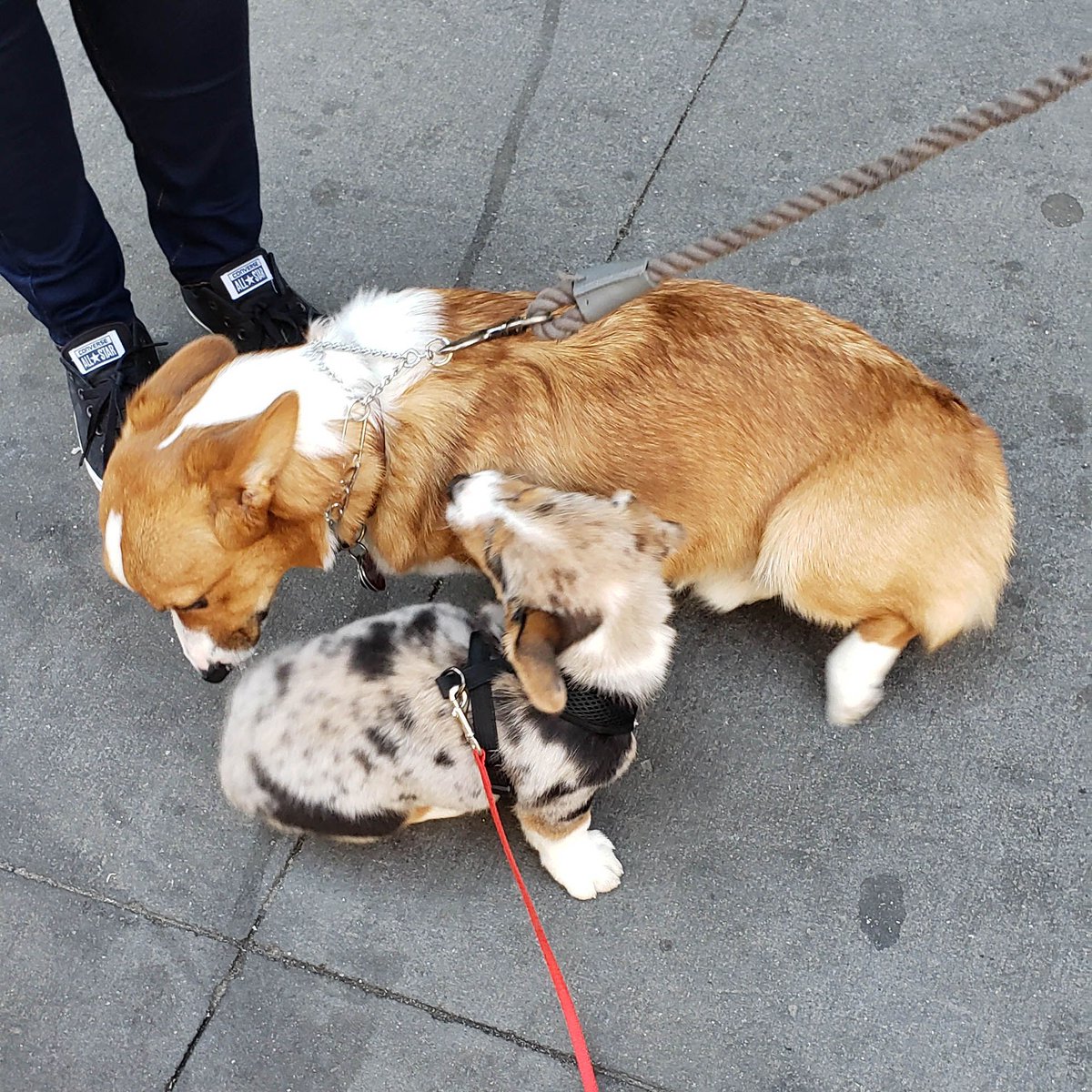 wallywagss's tweet photo. Wally Found Another Corgi! #corgiderps #corgiofficial #corgibuttsdrivemenuts #corgiproblems #babycorgi #corgifamily #puppychow #puppi #corgie #puppytags #puppybowlsubaru #buzzfeedcorgis #corgisareawesomee #corgisrule #corgidogs #puppybrother #puppylovin #puppydogs #corgirules https://t.co/3sSQatdMqo
