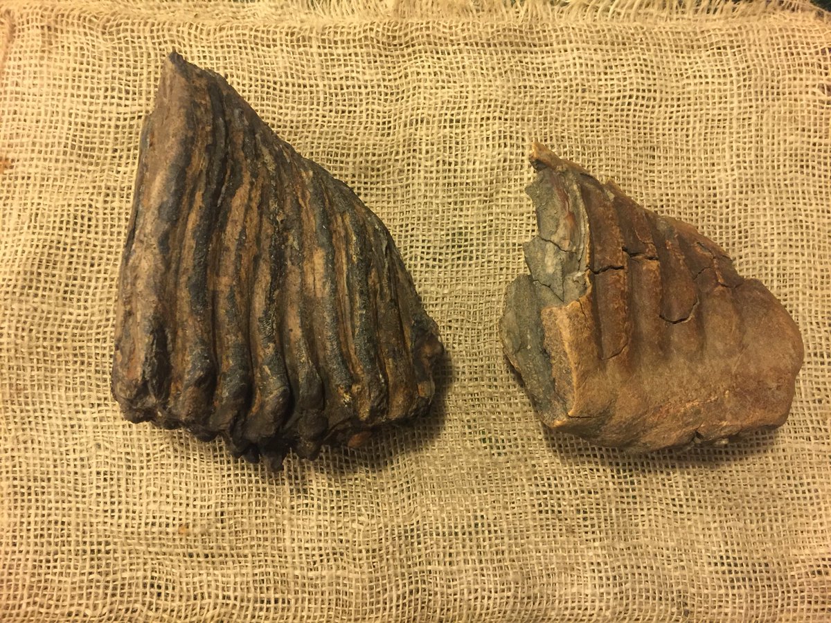 Rothersman's tweet photo. Here’s the Woolley Mammoth tooth (Molar)  I found yesterday on the Thames foreshore while out looking for flint. After a rinse over with water you can see more detail of the ribs that form the tooth once recorded with @findsorguk I will have a date range . https://t.co/TrPzBrhtJD