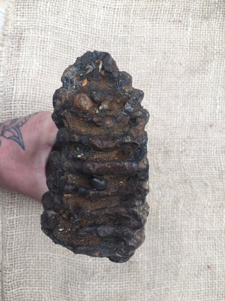 Rothersman's tweet photo. Here’s the Woolley Mammoth tooth (Molar)  I found yesterday on the Thames foreshore while out looking for flint. After a rinse over with water you can see more detail of the ribs that form the tooth once recorded with @findsorguk I will have a date range . https://t.co/TrPzBrhtJD