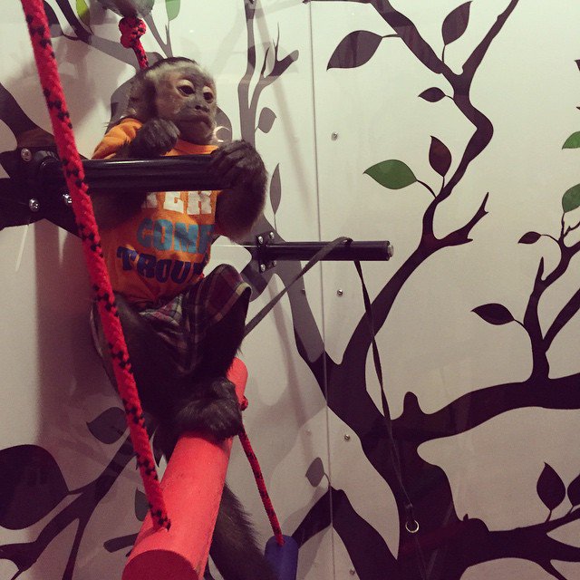 AvailableMonkey tweet picture