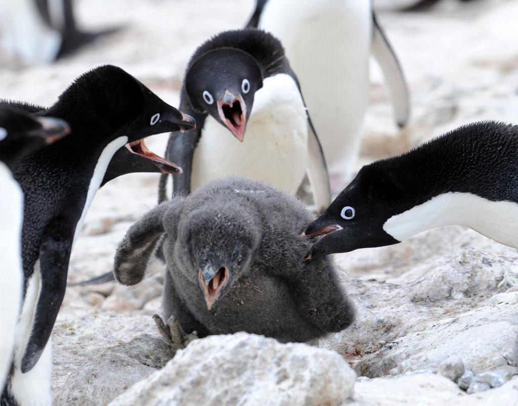 一時期流行った ペンギンコラ画像 元の写真は産経新聞のカメラマンさんが撮ったものだった お前だったのか Togetter