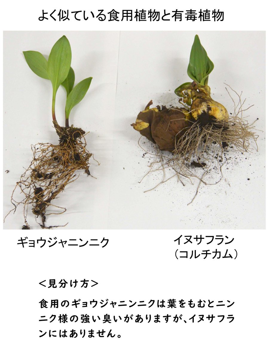 Twitter पर トリピー 鳥取県マスコットキャラクター 先日 有毒植物の イヌサフラン を誤って食べて亡くなる事案が発生 食用の ギョウジャニンニク と見た目がよく似ているため 注意が必要 詳しい見分け方はこちら T Co 4lbzvqjadt 食用と確実に判断 Twitter पर トリピー 鳥取県マスコットキャラクター 先日 有毒植物の イヌサフラン を誤って食べて亡くなる事案が発生 食用の ギョウジャニンニク と見た目がよく似ているため 注意が必要 詳しい見分け方はこちら T Co 4lbzvqjadt 食用と確実に判断