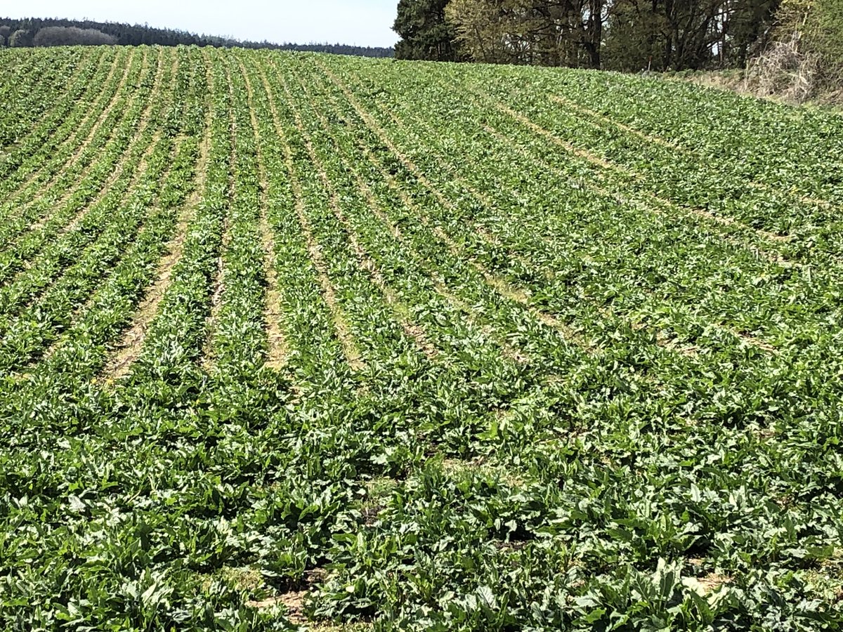 HubertAiwanger's tweet photo. #Durchwachsene #Silpie heuer bereits gut entwickelt. #ErneuerbareEnergien #Blühpflanze #Erosionsschutz holt Nitrat aus dem Boden, Dauerkultur ohne Pflanzenschutz und Bodenbearbeitung, spart Diesel https://t.co/EEDtoDNfFt