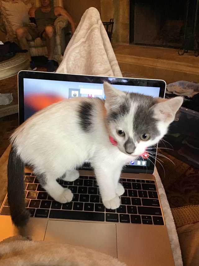 catloversfest's tweet photo. Predicaments https://t.co/GKXlsmth4Z
