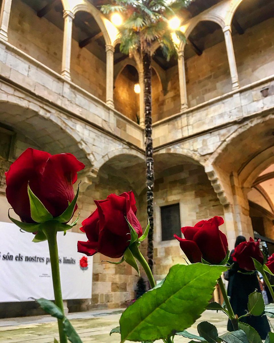 Roses de Sant Jordi al pati de l'Antic Hospital Santa Maria
