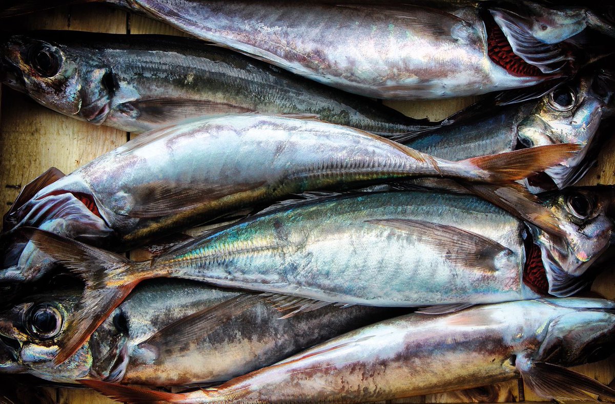 CCIAARIVLIG's tweet photo. @GAC_SV @azzurroandora 
#AzzurroPescedAutore
#Andora 25 aprile
La giornata del pescato ore 11 
Ittiturismo #pingOne di Imperia 
https://t.co/k2NibmGj4F
#cciaarivlig #pesce #Liguria https://t.co/PYsguHMJvD