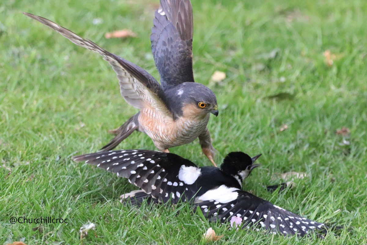Churchillcroc's tweet photo. #Thursford #NorthNorfolk Raw Nature! This Great Spotted Woodpecker was lucky. She managed to escape the clutches of this male Sparrowhawk in our garden!  @SupportNWT @Natures_Voice @BTO_GBW @BirdWatchingMag @RSPBintheEast @wildlife_uk @WildlifeMag @BBCSpringwatch @NatureUK https://t.co/8NoHYYY9CI