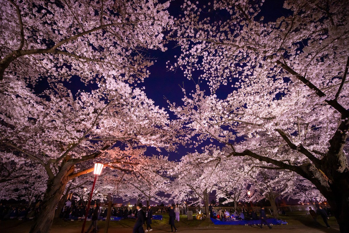 「岩手公園　桜」の画像検索結果