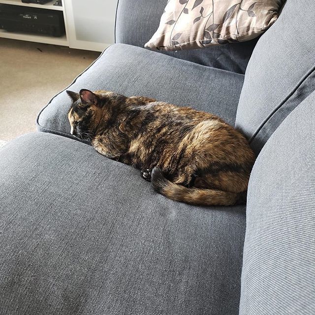 SAFEteamrescue's tweet photo. SAFE Team alum, Margie, is in rest and relaxation mode in her forever home - what a sweetheart!  #safeteamrescue #safeteamkitty #safeteam #adoptdontshop #adopt #adopted #rescuecat #rescue #rescuecats #rescuedismyfavoritebreed #yeg #yegcats #catsofinstagr… https://t.co/rThGzcD0Se https://t.co/gjReXn8IwK