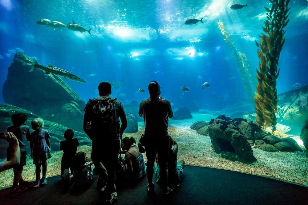 oceanarium oceanarium
